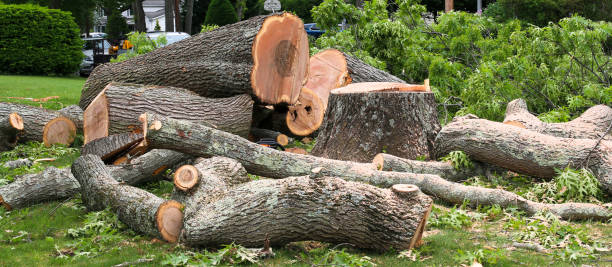 Best Arborist Consultation Services  in New Braunfels, TX